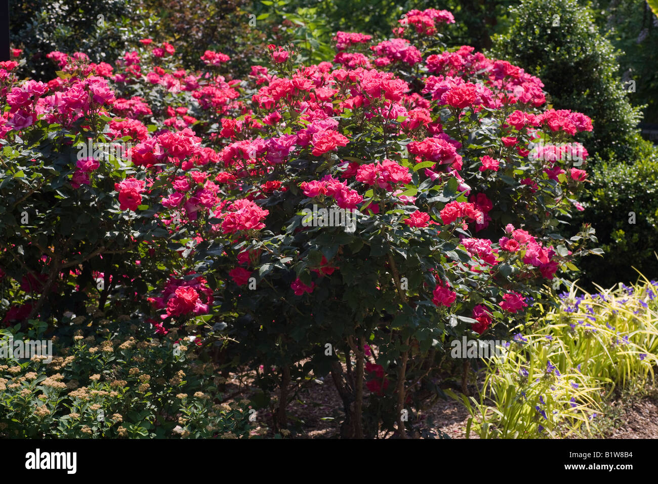 Rosa x ibrido Knockout rosa ad arbusto Foto Stock