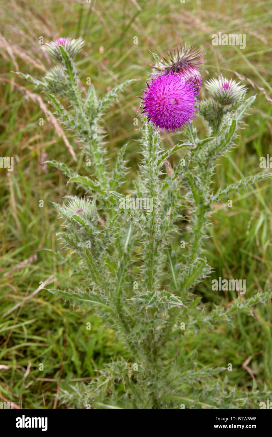 Musk Thistle o annuire Thistle Carduus nutans Asteraceae Foto Stock