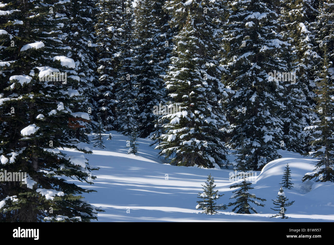 Canada Alberta Banff National Park coperta di neve alberi di pino Foto Stock