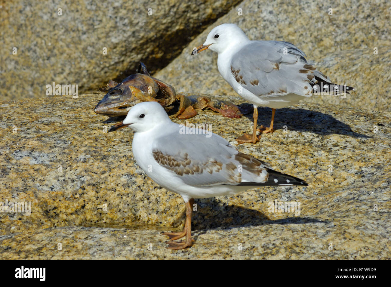 Una coppia di capretti argento gabbiani (Larus novaehollandiae) presso la carcassa di un pesce morto sulla sinistra le rocce Foto Stock