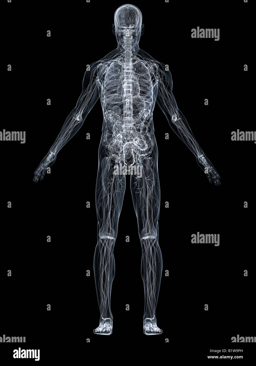 anatomia umana Foto Stock