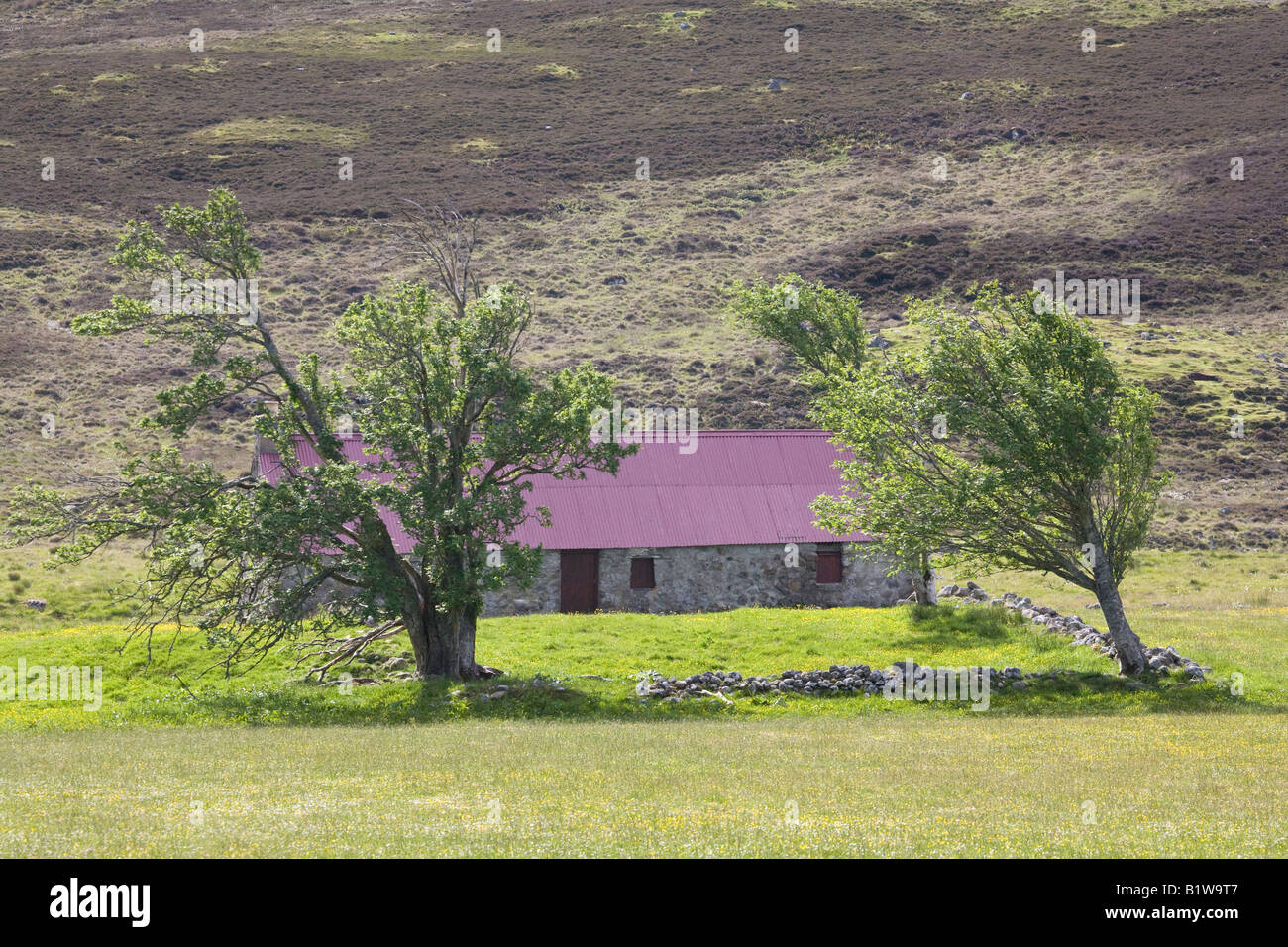 Old Steading, fattoria croft paesaggio, campo agricolo e remoto disusato edificio agricolo, tetto in stagno, e spazzato dal vento brughiere alberi in Invernesshire Regno Unito Foto Stock