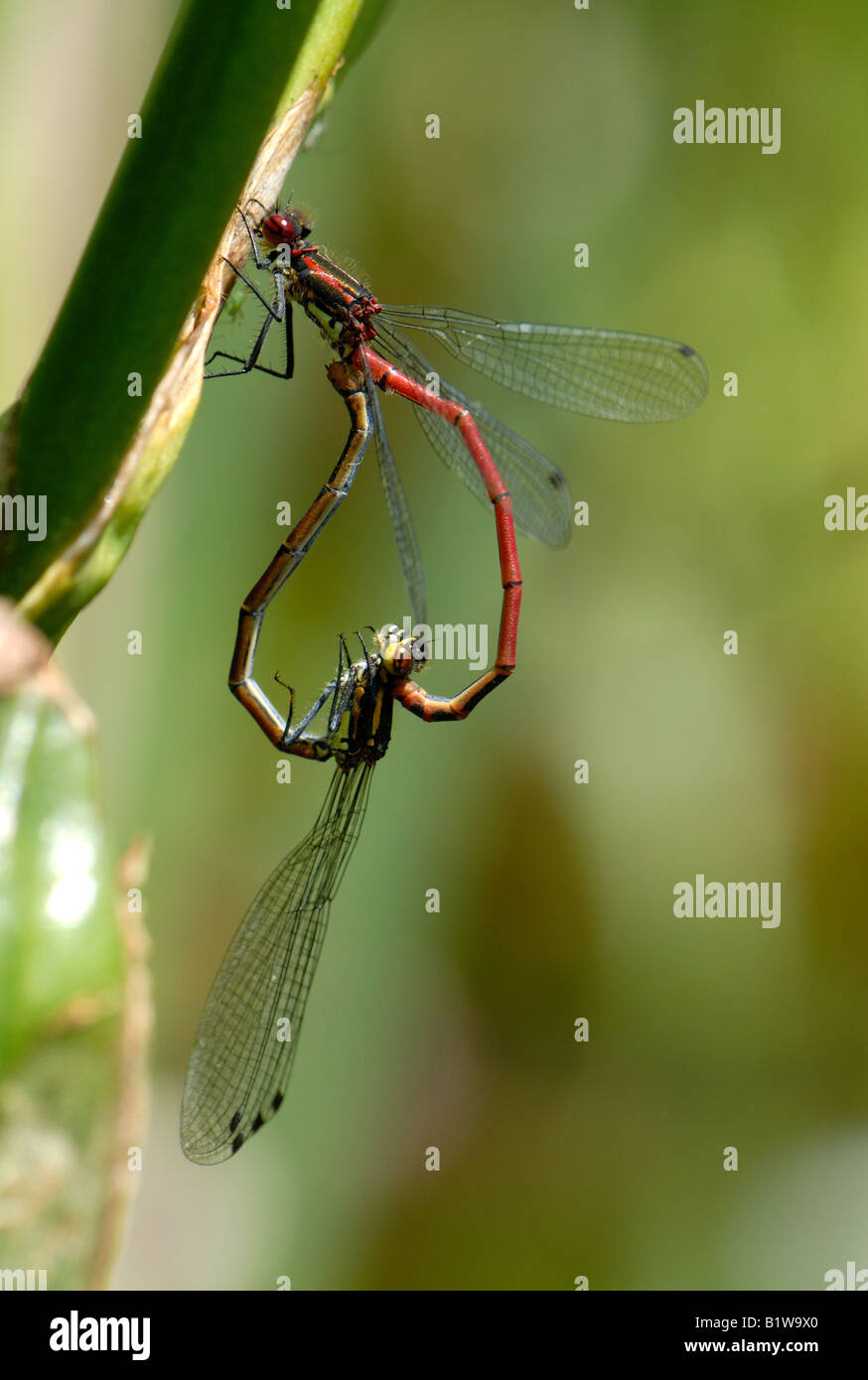 Una coniugata coppia di grande rosso Pyrrosoma damselflies nymphula in una a forma di cuore ad unione Foto Stock