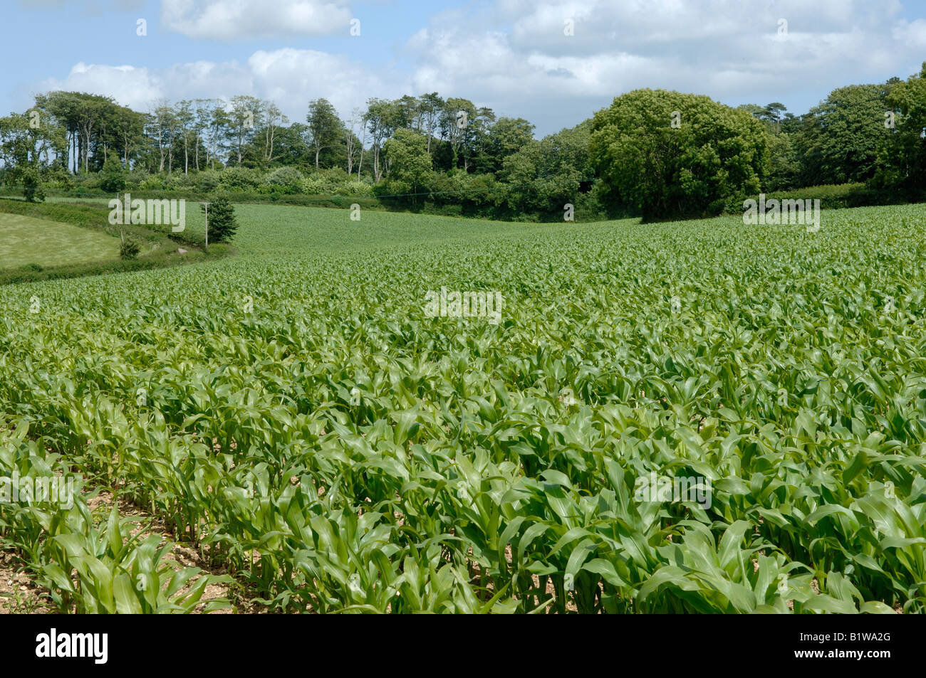 Un giovane mais erbaccia libero tra le righe in un grande campo in una bella giornata d'estate Foto Stock
