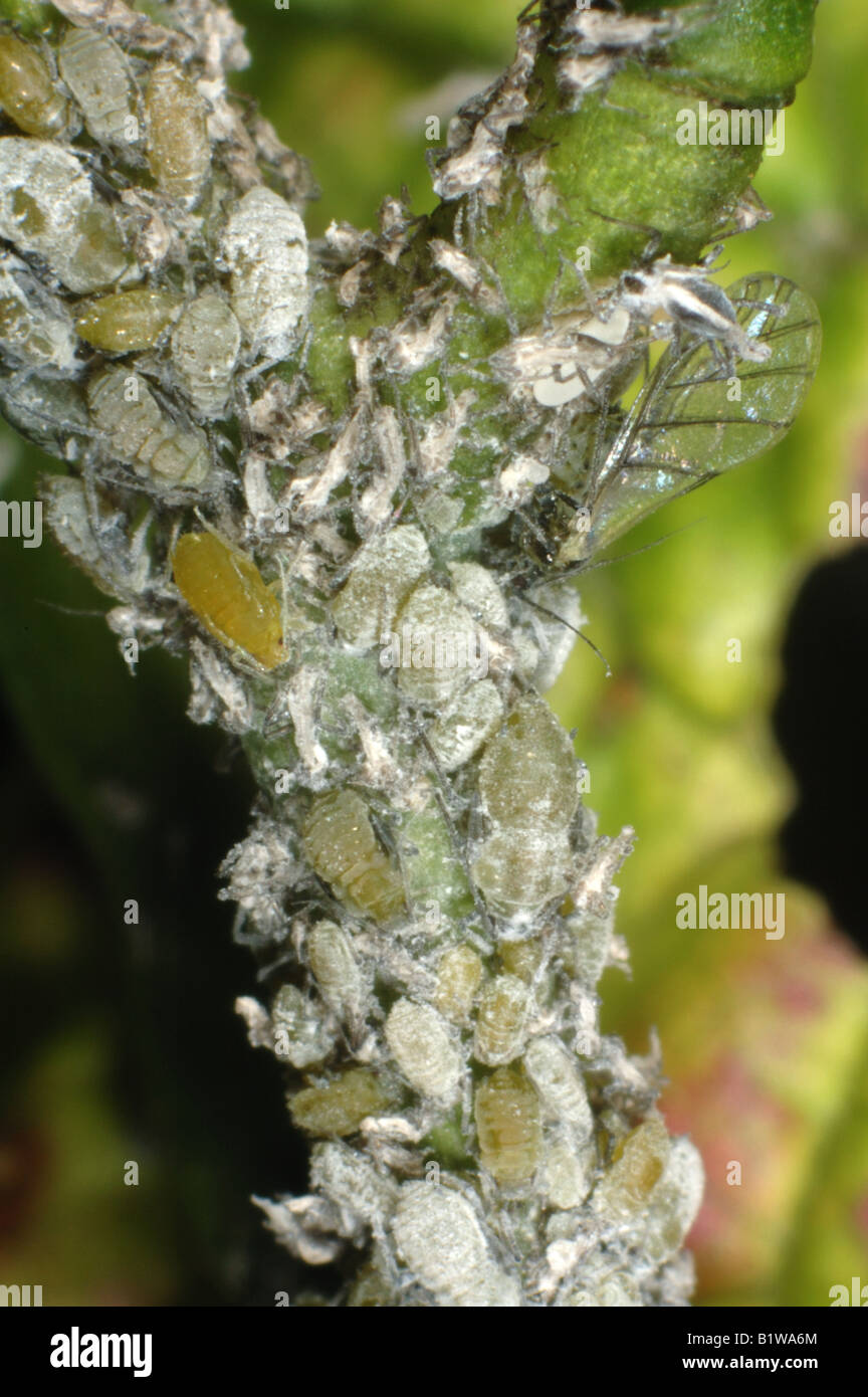 Cavolo farinose afide Brevicoryne brassicae su un host alternativo Alliaria petiolata Foto Stock