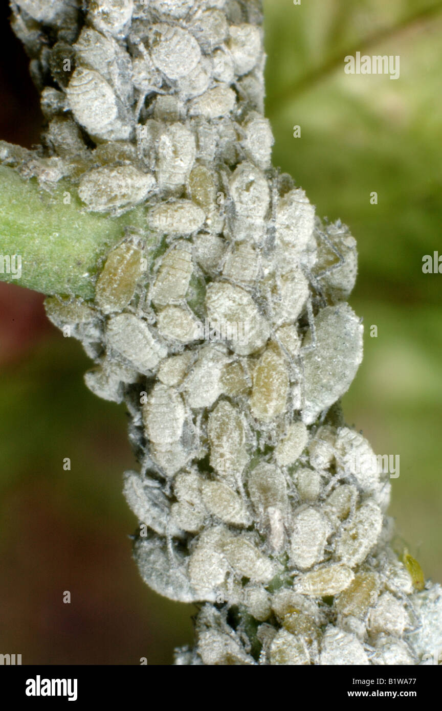 Cavolo farinose afide Brevicoryne brassicae su un host alternativo Alliaria petiolata Foto Stock