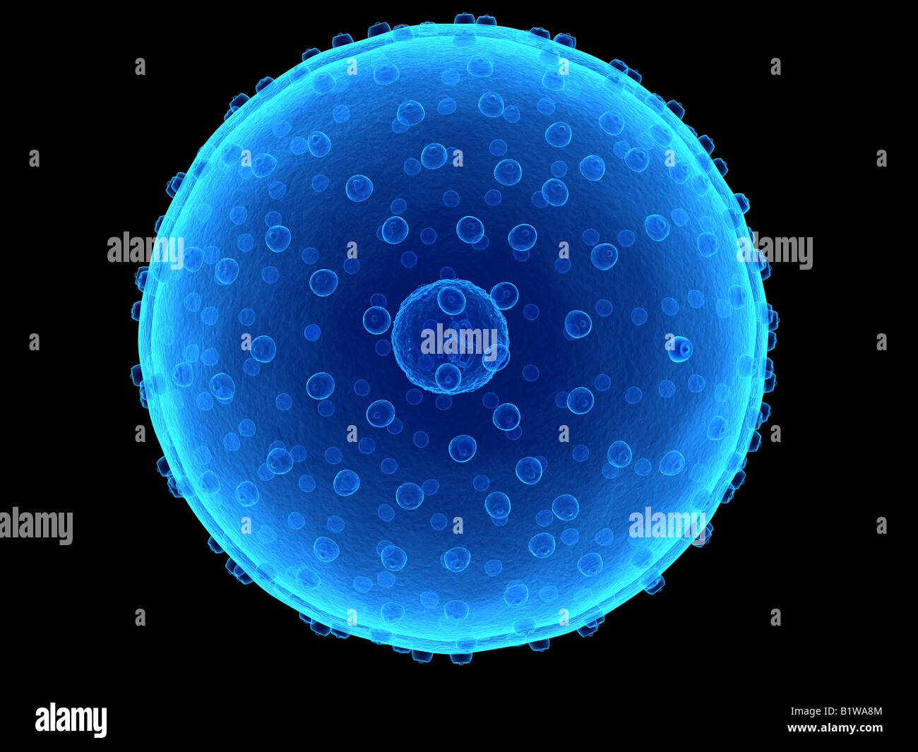 cellula umana Foto Stock