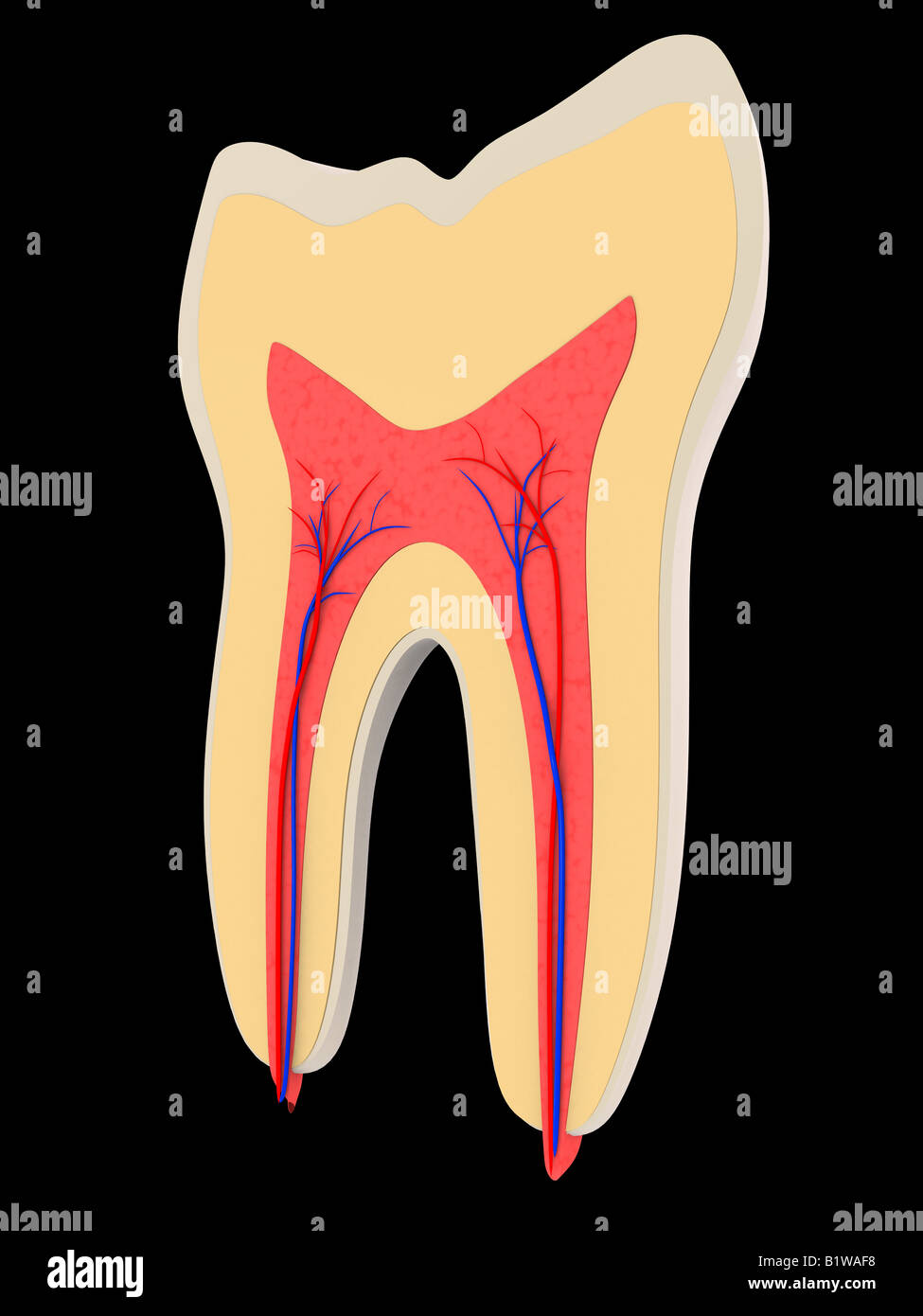 dente Foto Stock