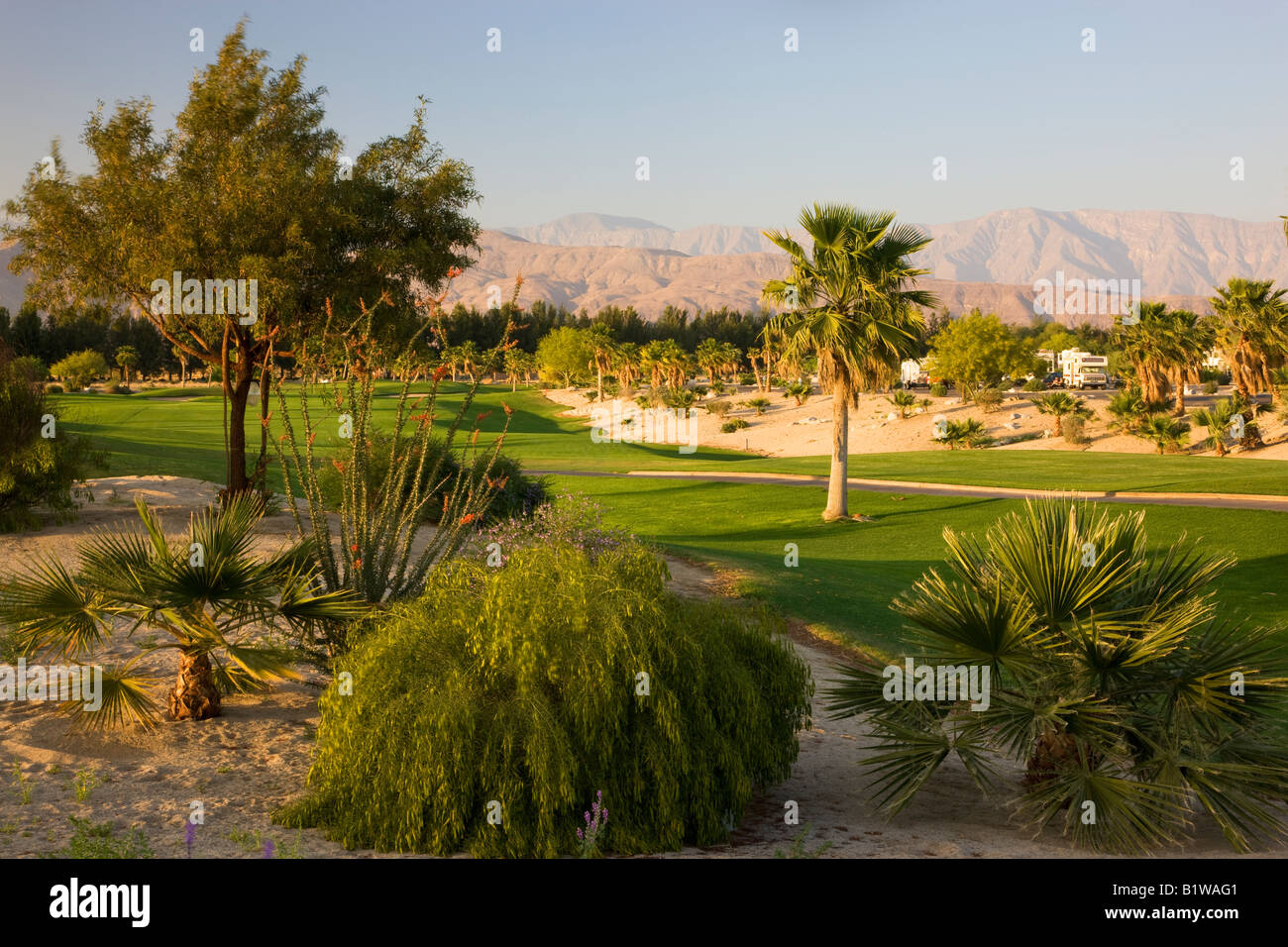 Le molle a Borrego RV Resort e golf Anza Borrego Desert State Park Borrego Springs California Foto Stock