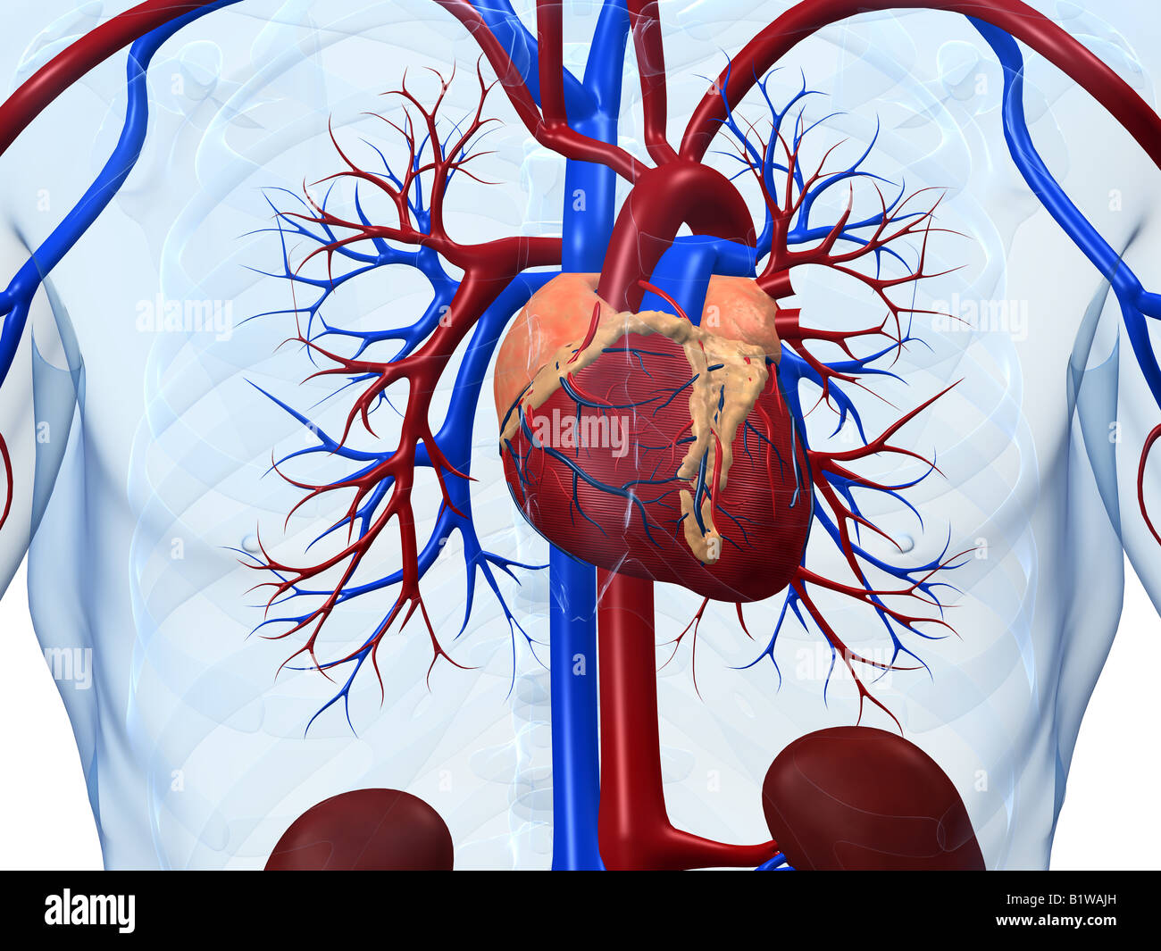 Sistema cardiovascolare Foto Stock