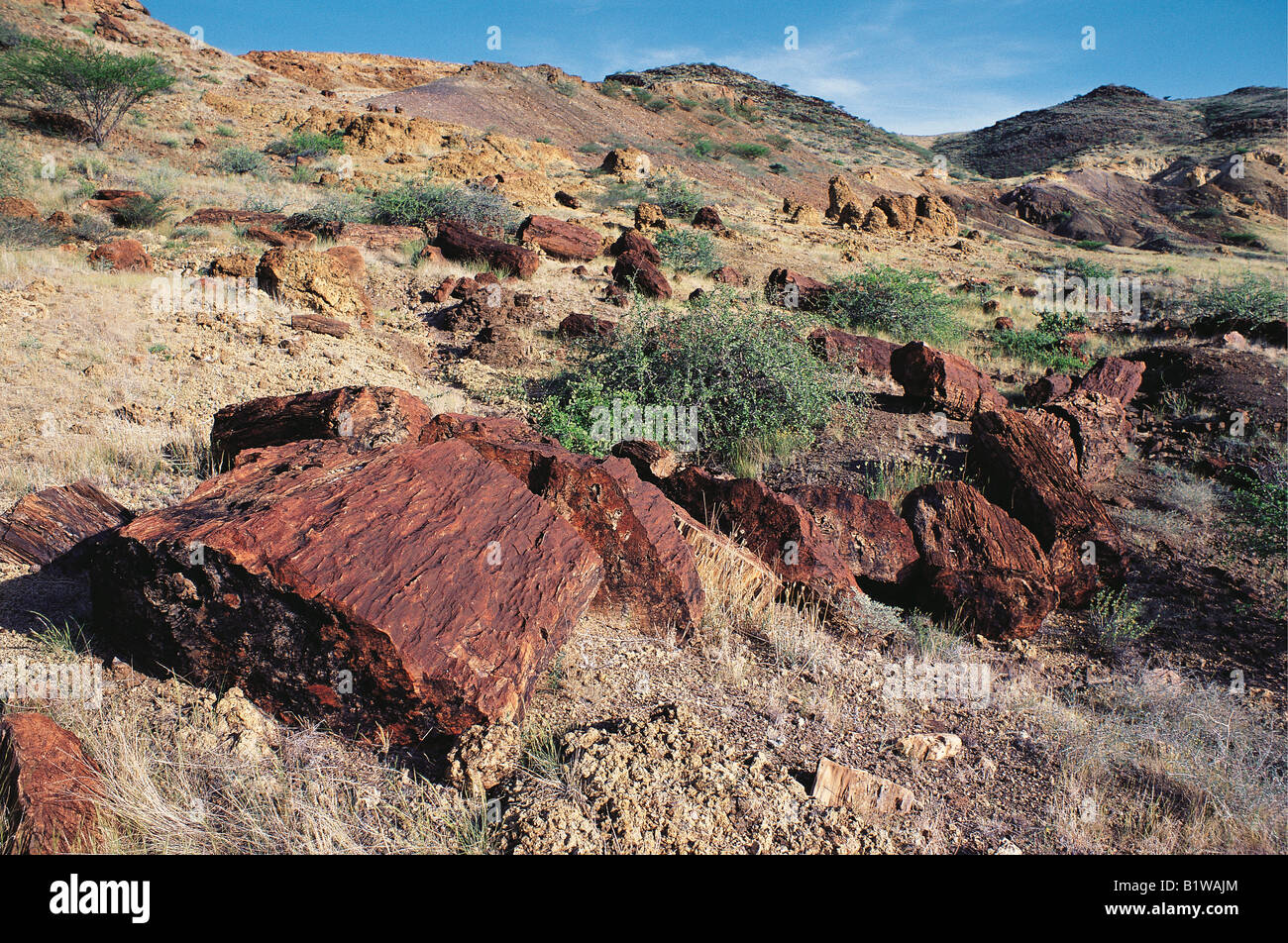 Tronchi di legno pietrificato facente parte del tronco di un albero di età compresa tra i 20 e i 26 milioni di anni Sibiloi Parco nazionale del Kenya Settentrionale Africa orientale Foto Stock