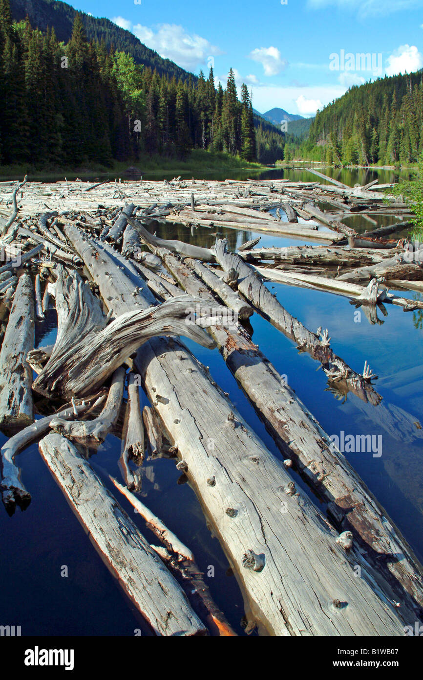 Tagliò tronchi di alberi che scorre verso il basso lentamente in un fiume dietro un bellissimo paesaggio Montagne parco nazionale della foresta Foto Stock