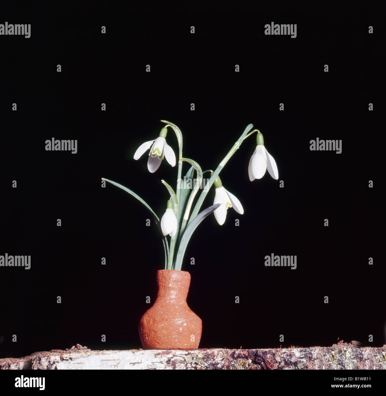 Perce neige Kleines comune Schneegloeckchen Snowdrop Galanthus nivalis pianta flowering Amaryllidaceae Amaryllisgewaechse Arzneip Foto Stock