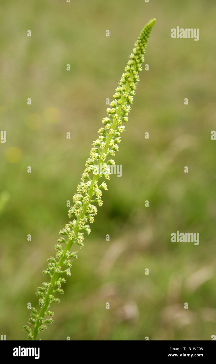 Saldatura, Reseda luteola, Resedaceae Foto Stock