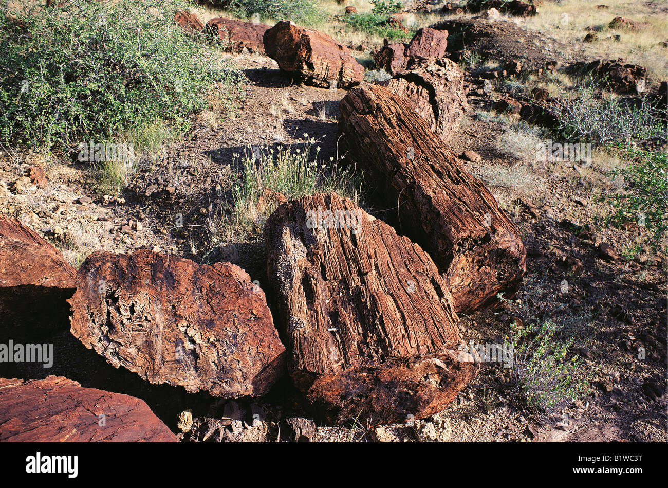 Tronchi di legno pietrificato facente parte del tronco di un albero di età compresa tra i 20 e i 26 milioni di anni Sibiloi Parco nazionale del Kenya Settentrionale Africa orientale Foto Stock