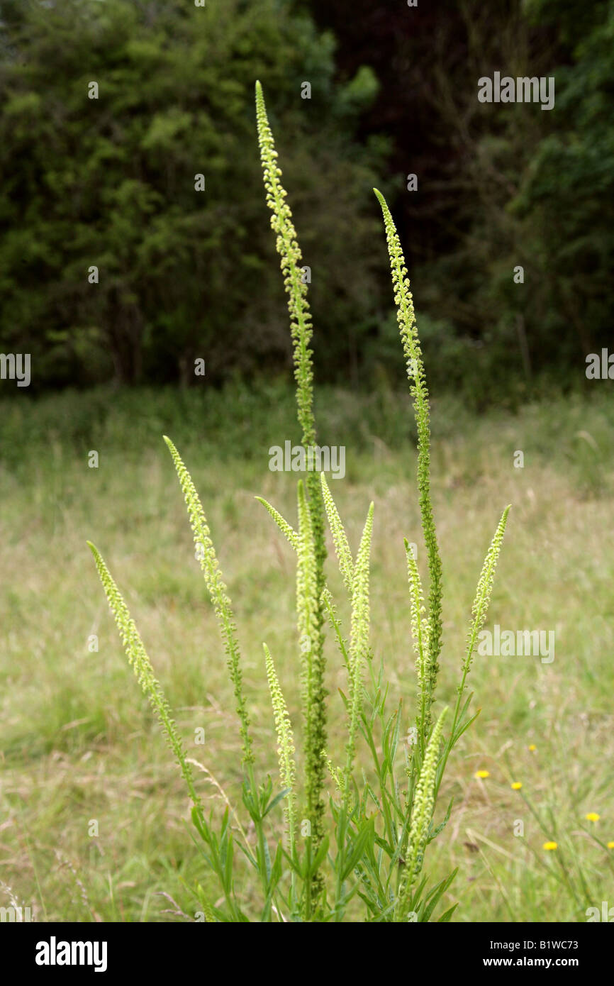 Saldatura, Reseda luteola, Resedaceae Foto Stock