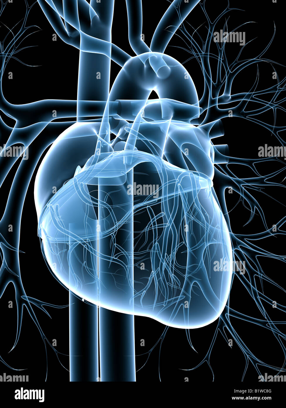 Sistema cardiovascolare Foto Stock