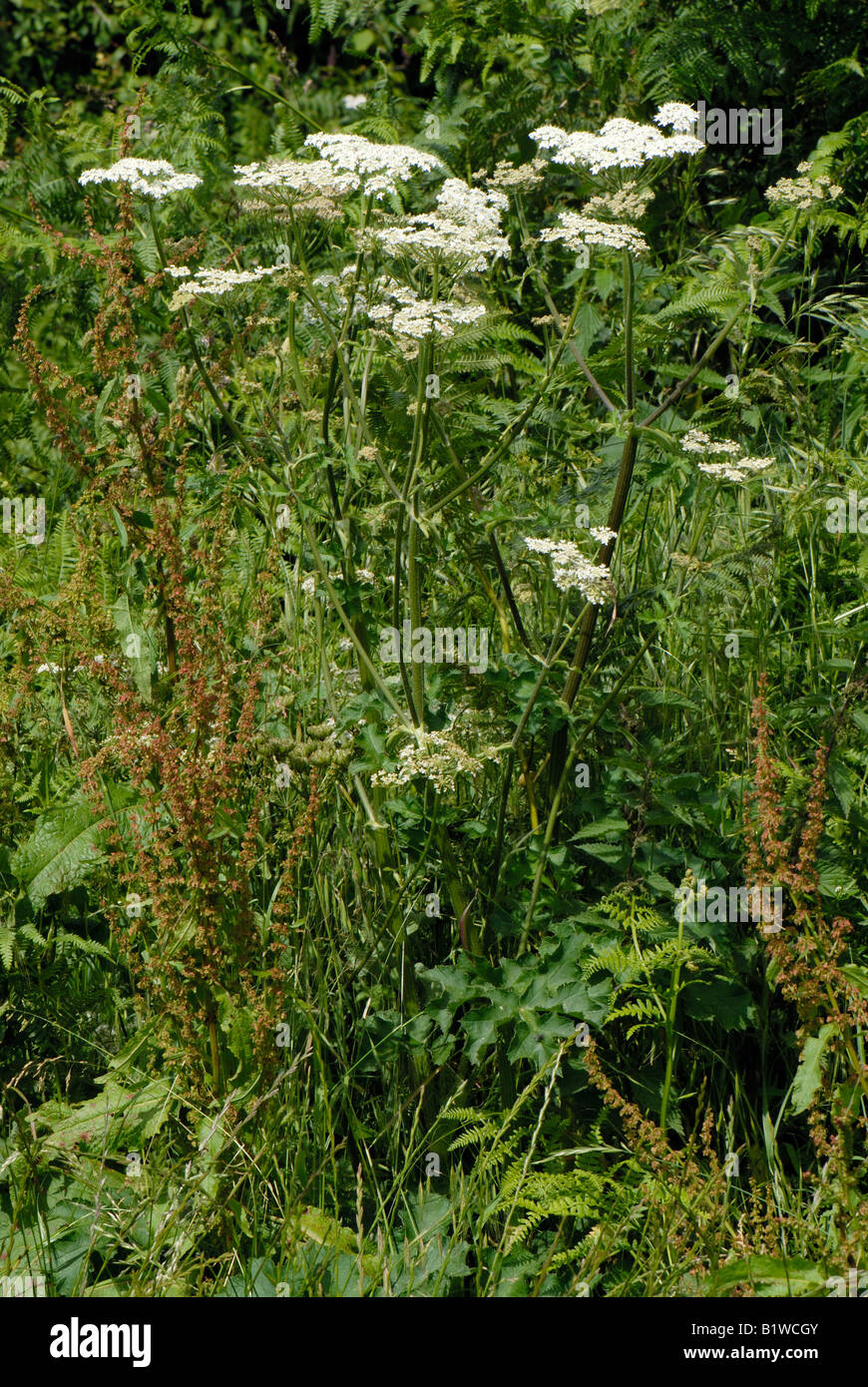 Hogweed Heracleum sphondylium pianta flowering grassy orlo Foto Stock