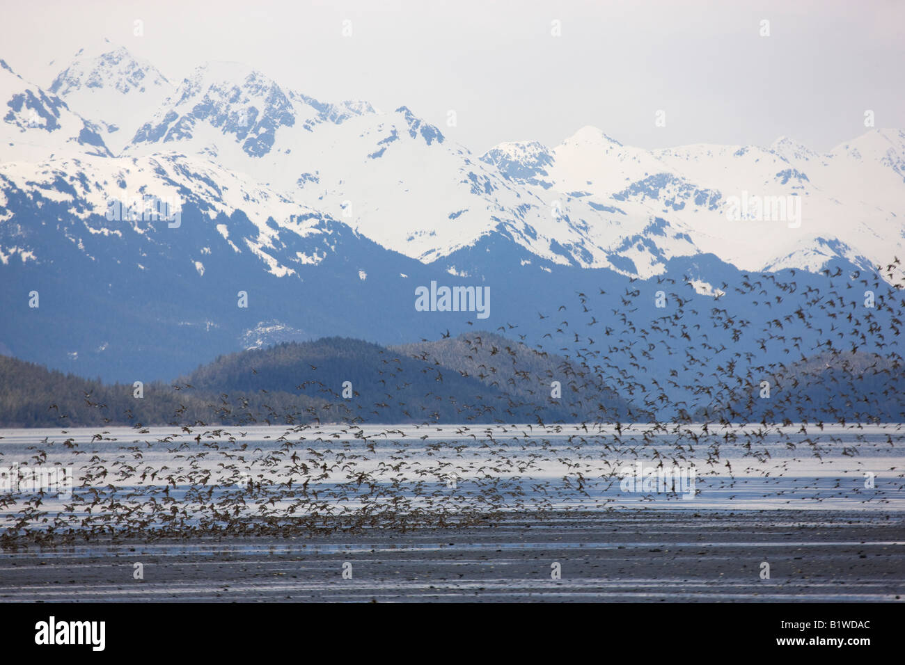 Migrazione Shorebird sul rame del Delta del Fiume Chugach National Forest Cordova Alaska Foto Stock