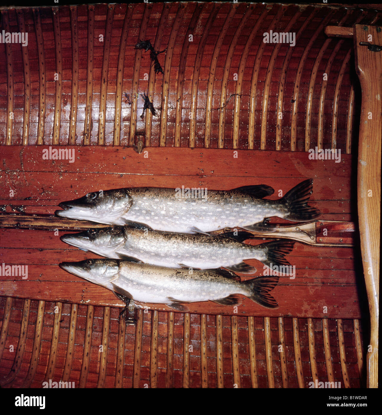 Peche de 2 heures sur onu Etang de Sologne Questa immagine mostra il risultato di due ore di pesca nel lago di Sologne Francia brochets p Foto Stock
