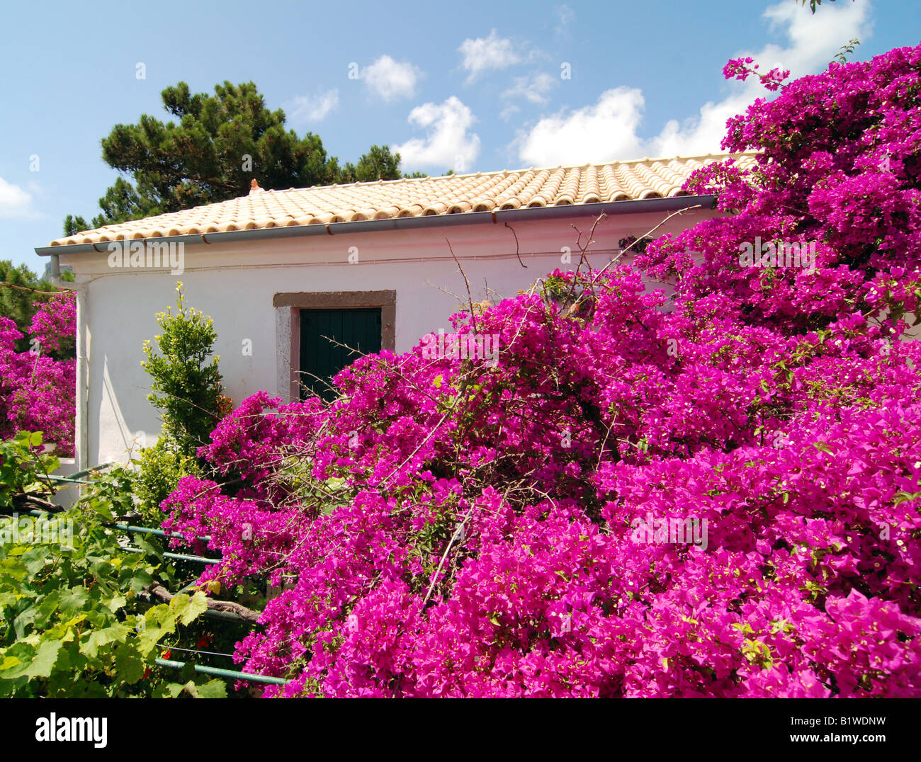Bougainvillea Artificiale Fucsia – Rami Lunghi 80 Cm – Fiori Finti In Seta Per Decorazioni