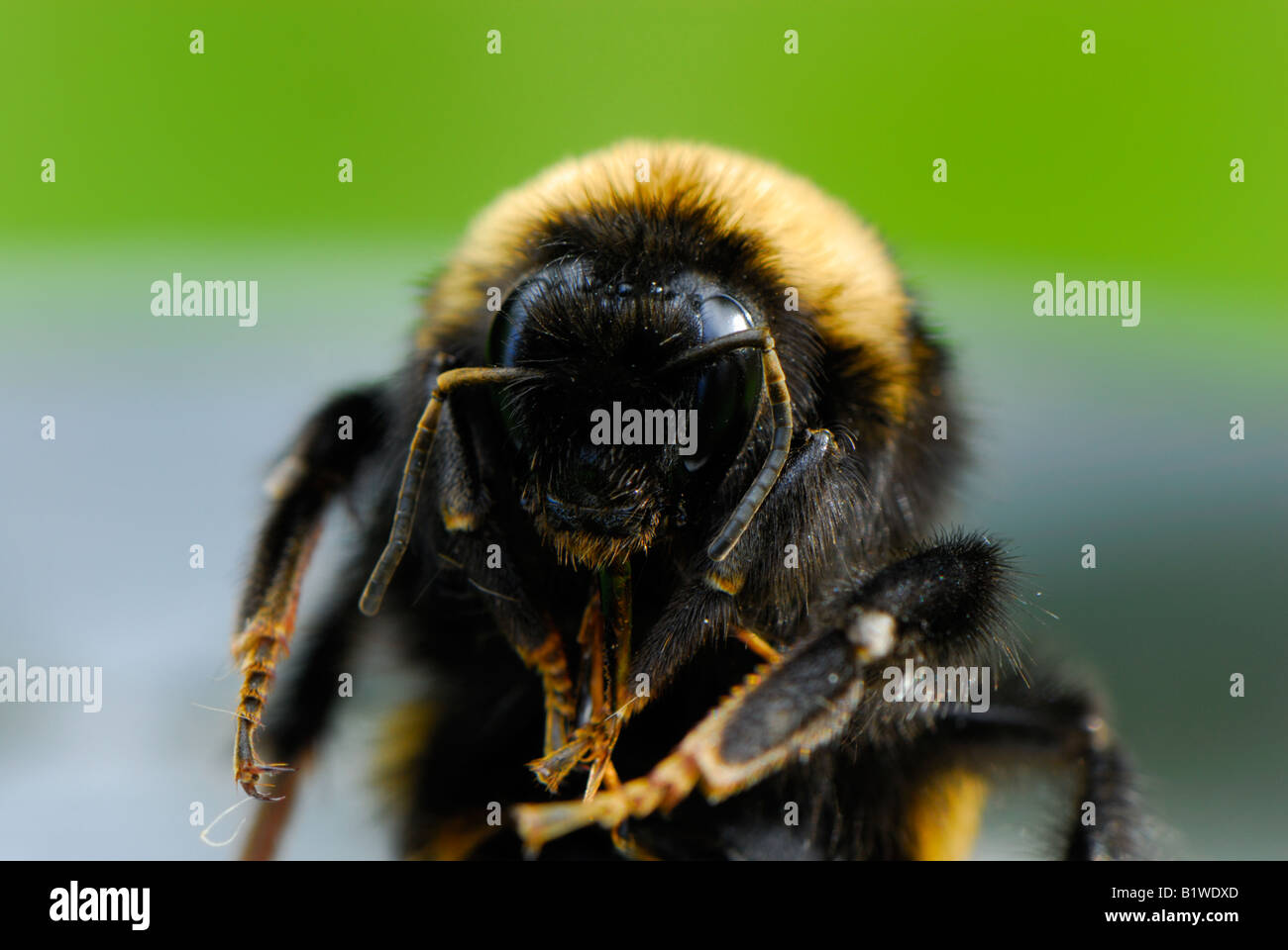 Macro estreme di Bumble Bee (bombus) Foto Stock