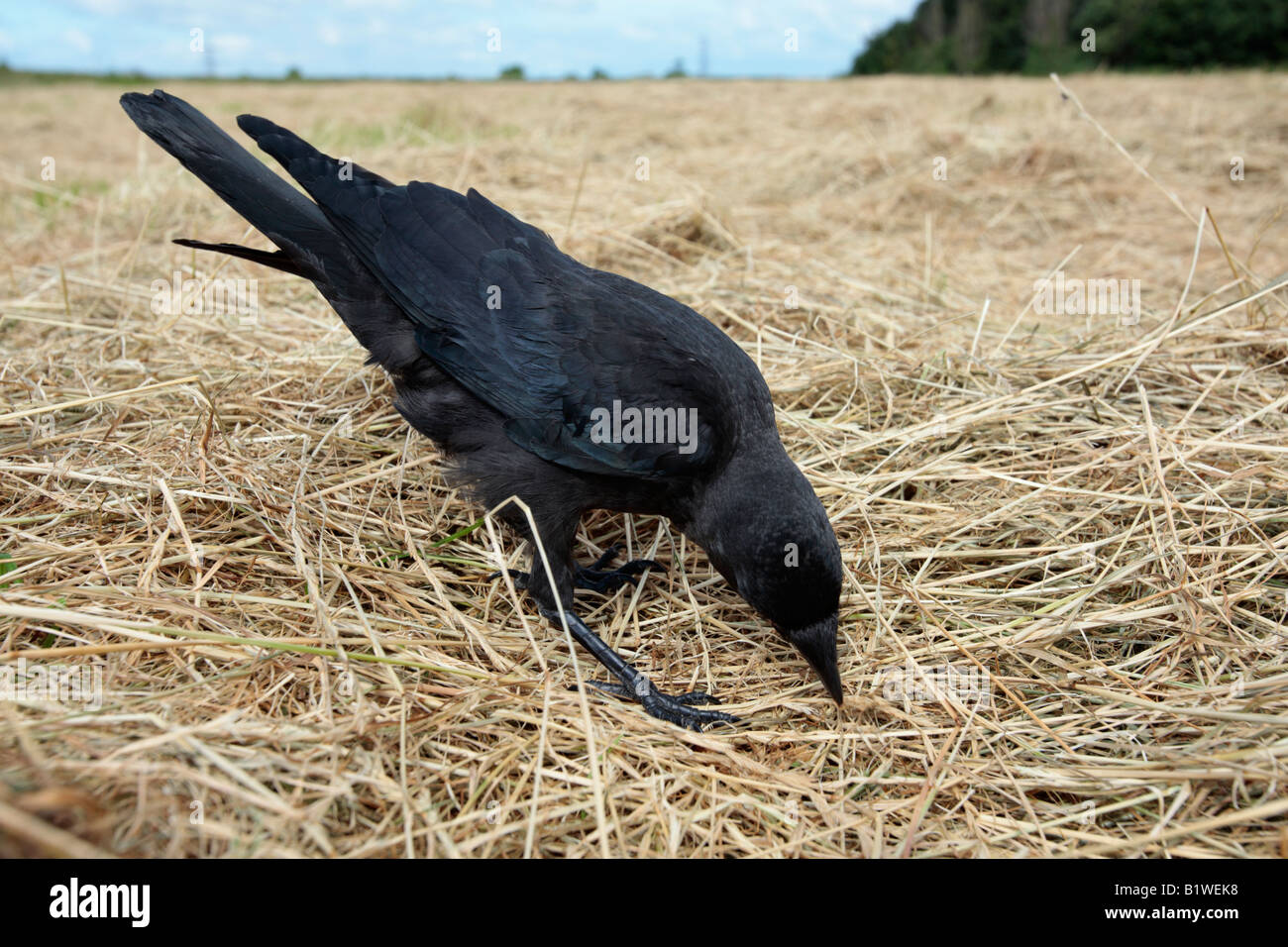 Giovani Taccola Corvus monedula nel campo di fieno Potton Bedfordshire Foto Stock