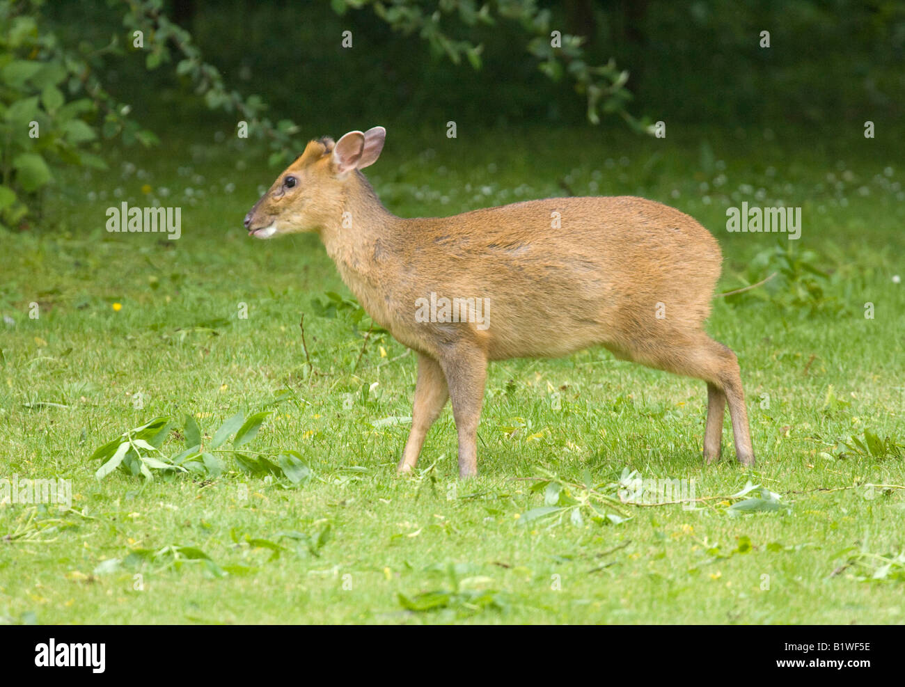 Un muntjac deer in Suffolk REGNO UNITO Foto Stock