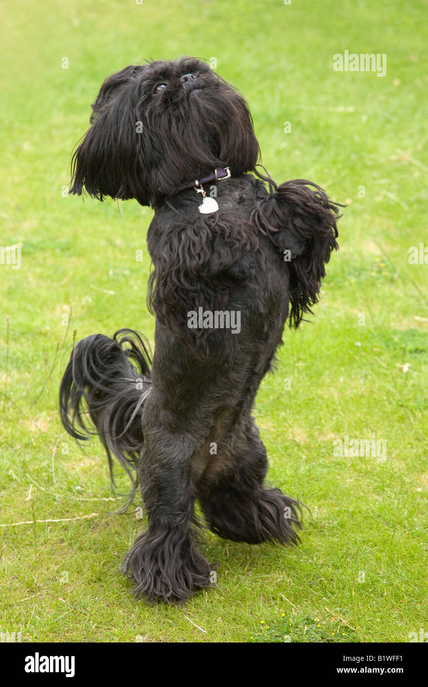 Shih Tzu cane in piedi sulla schiena gambe Foto Stock