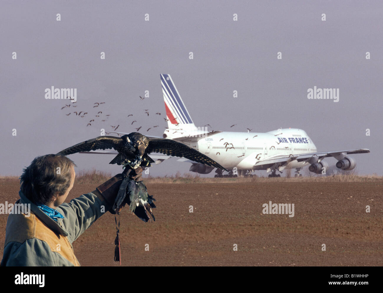 Falconer con Peregrin Falcon e all aeroporto di Tolosa Francia aerei antunes protezione aerea di uccelli rapaci falcoaria blu fal Foto Stock