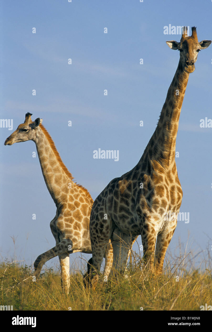 Giraffa e giovani in game reserve,KZN KwaZulu-Natal Sud Africa Foto Stock