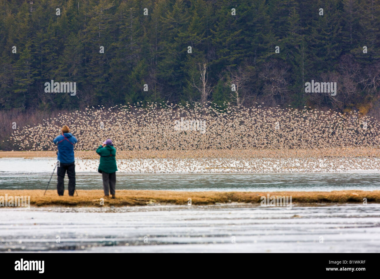 Gli amanti del birdwatching osservare la migrazione shorebird sul rame del Delta del Fiume Chugach National Forest Cordova Alaska Foto Stock