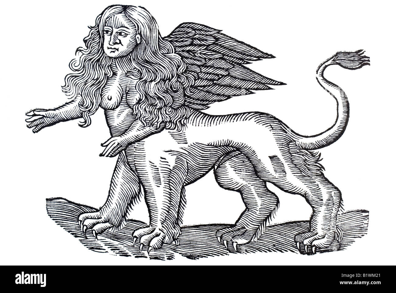 Von dem, Jungfrauaffen Jungfrauaff Sphinx, Historia Animalum, Conrad Gesner, 1551, XVI secolo, Rinascimento, Europa Foto Stock