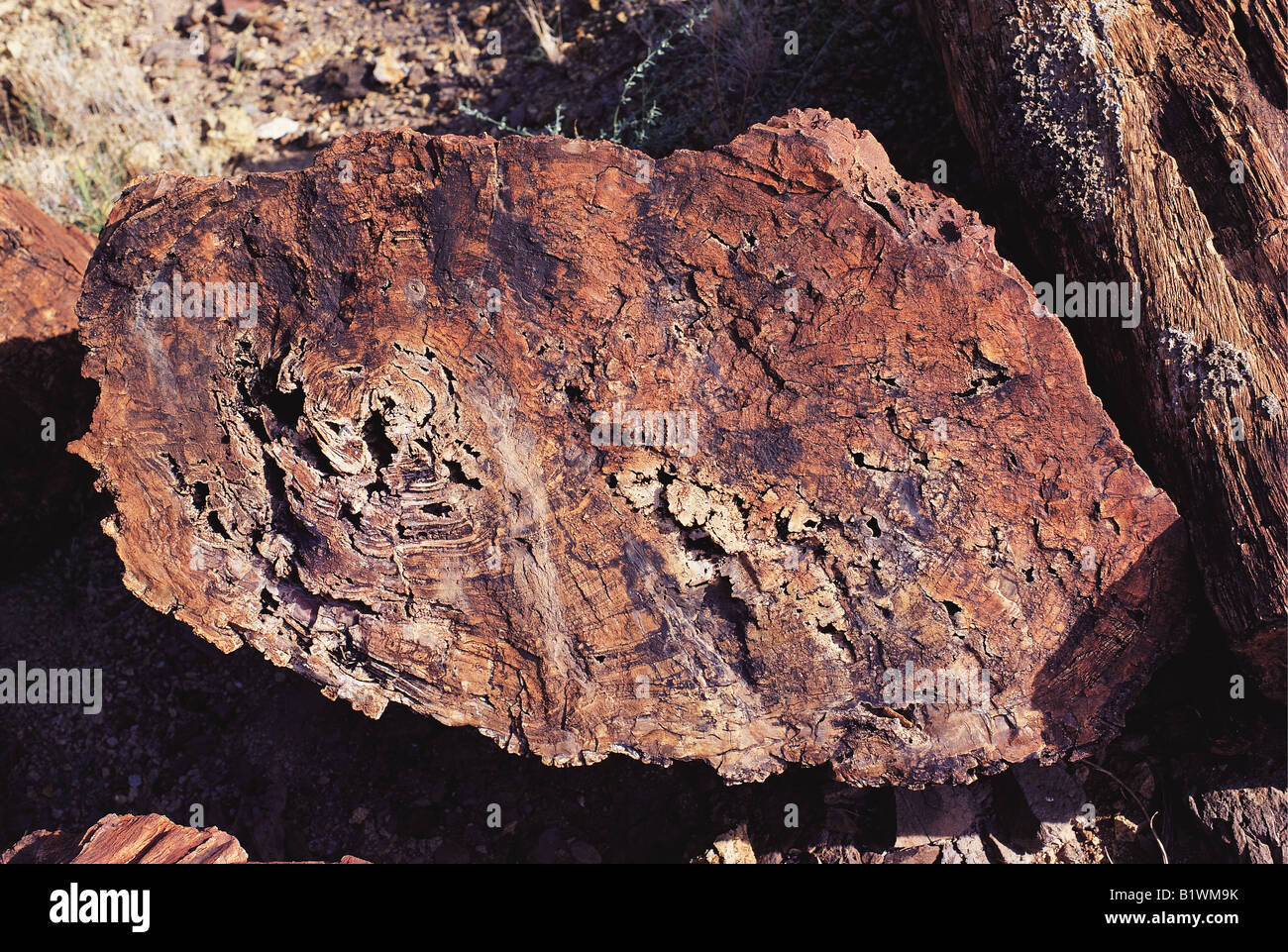 Registro enorme di legno pietrificato di età compresa tra i 20 e i 26 milioni di anni vicino Alia Bay Sibiloi Parco nazionale del Kenya Settentrionale Africa orientale Foto Stock