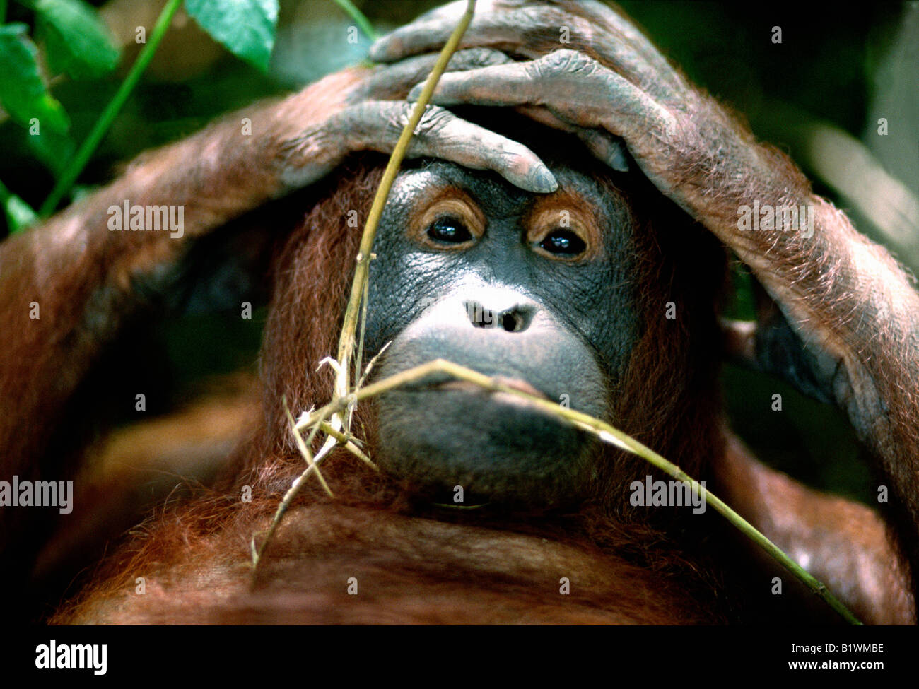 Orangutan , degli oranghi , orango , orang ,pongo pygmaeus riserva de tanjung messa in direzione de la reserve Dr Birute Galdikas Foto Stock