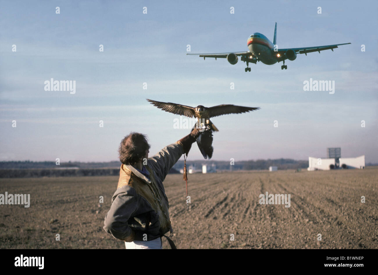 Falconer con Peregrin Falcon e all aeroporto di Tolosa Francia aerei antunes protezione aerea di uccelli rapaci falcoaria blu fal Foto Stock