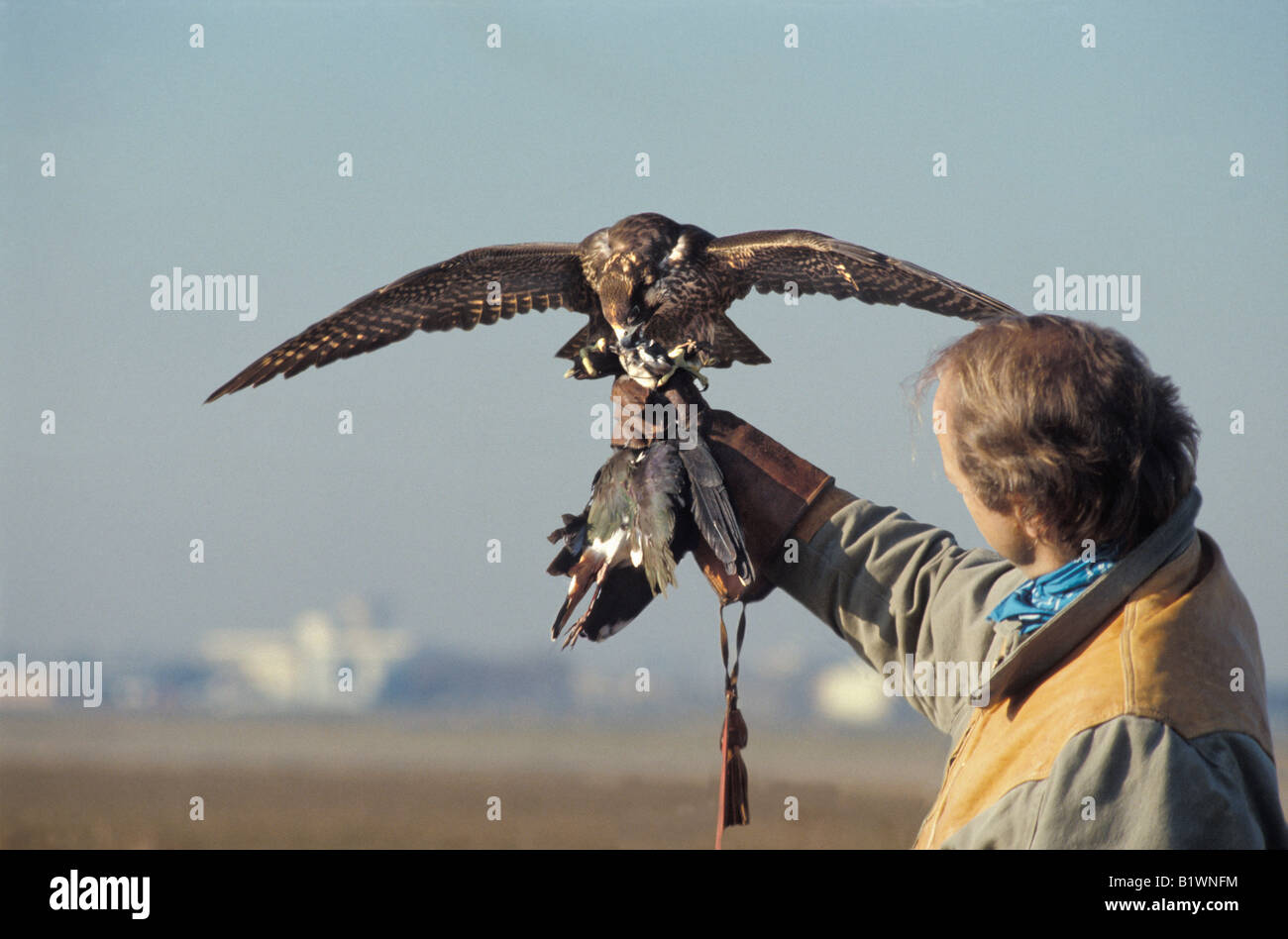 Falconer con Peregrin Falcon e all aeroporto di Tolosa Francia aerei antunes protezione aerea di uccelli rapaci falcoaria blu fal Foto Stock