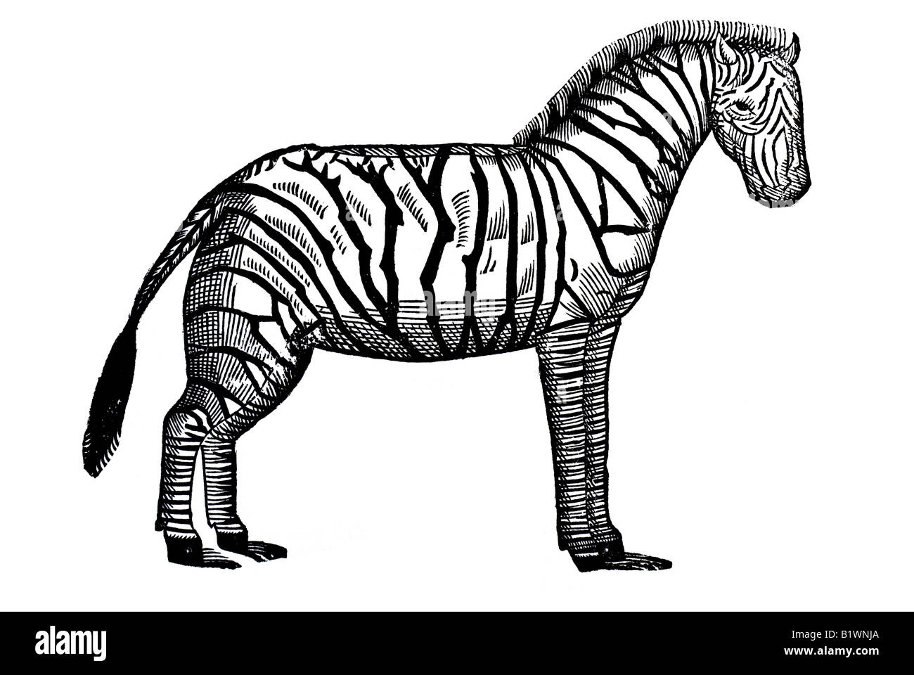 Von dem Maultier indianischen, Zebra Indica, Historia Animalum, Conrad Gesner, 1551, XVI secolo, Rinascimento, Europa Foto Stock