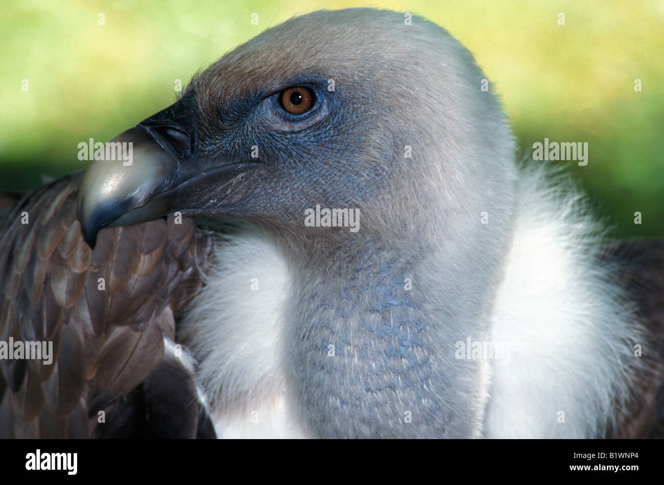 Ruppell s grifone Gyps rueppellii close up Accipitridae adulto adulti Aegypiinae Africa Animali Animali becco rostri bellissimo uccello Foto Stock