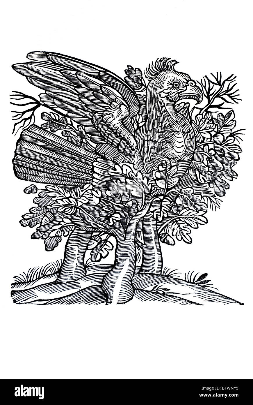 Von dem Adler, großer Adler, Historia Animalum, Conrad Gesner, 1551, XVI secolo, Rinascimento, Europa Foto Stock