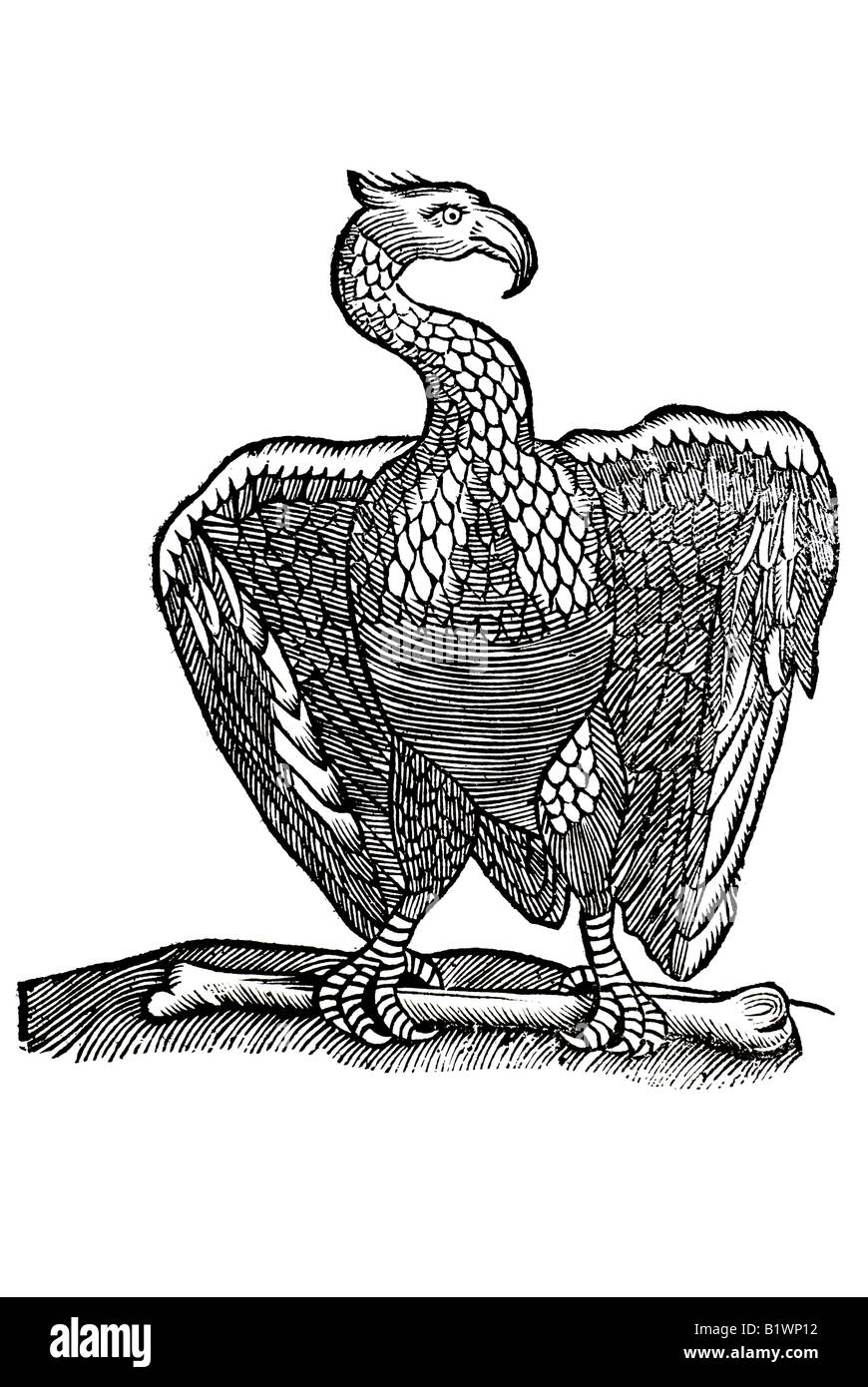 Von dem Geyer, Vultur, Aasgeyer oder Hasengeyer, Historia Animalum, Conrad Gesner, 1551, XVI secolo, Rinascimento, Europa Foto Stock