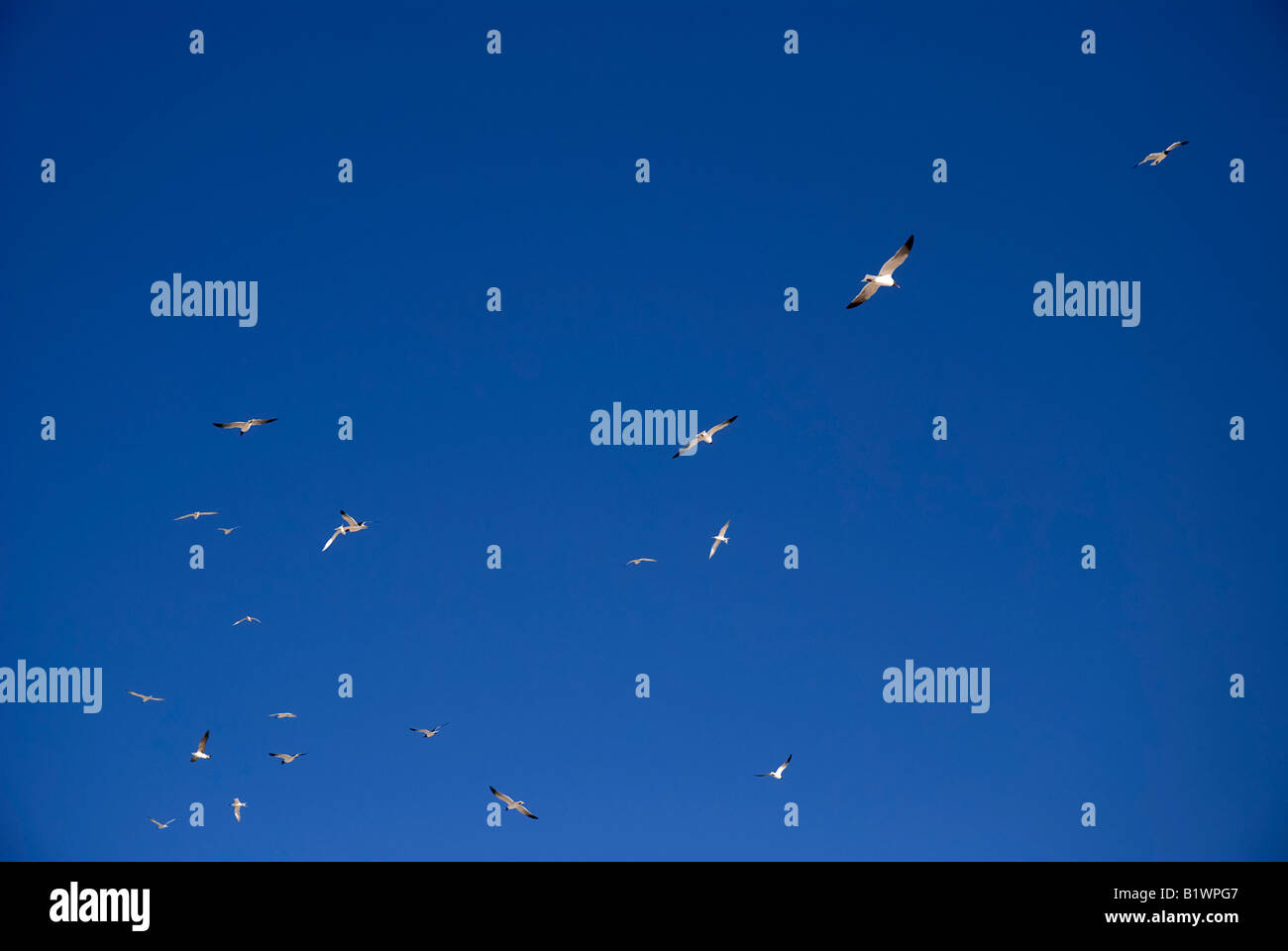 Gabbiani in volo sopra il piccolo St George Island lungo Floridas panhandle Foto Stock