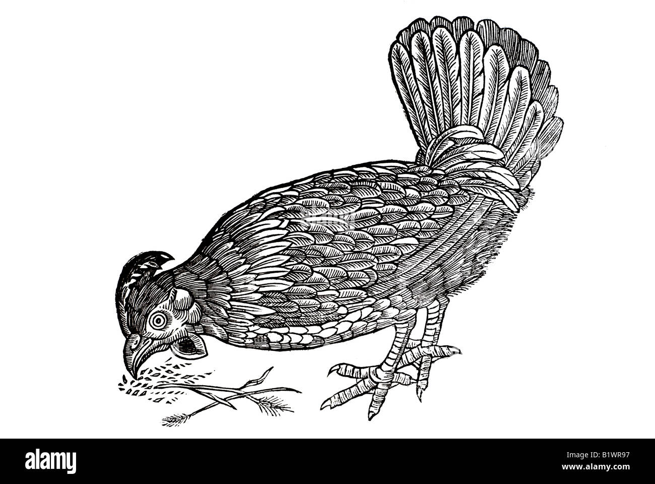 Von der Hennen und ihren Eyern, gallina, Historia Animalum, Conrad Gesner, 1551, XVI secolo, Rinascimento, Europa Foto Stock