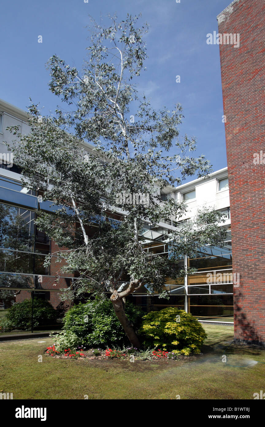 Una parte della centrale cortile paesaggistico giardino con zona Nella Weston Education Center, King's College Hospital, Danimarca Hil Foto Stock