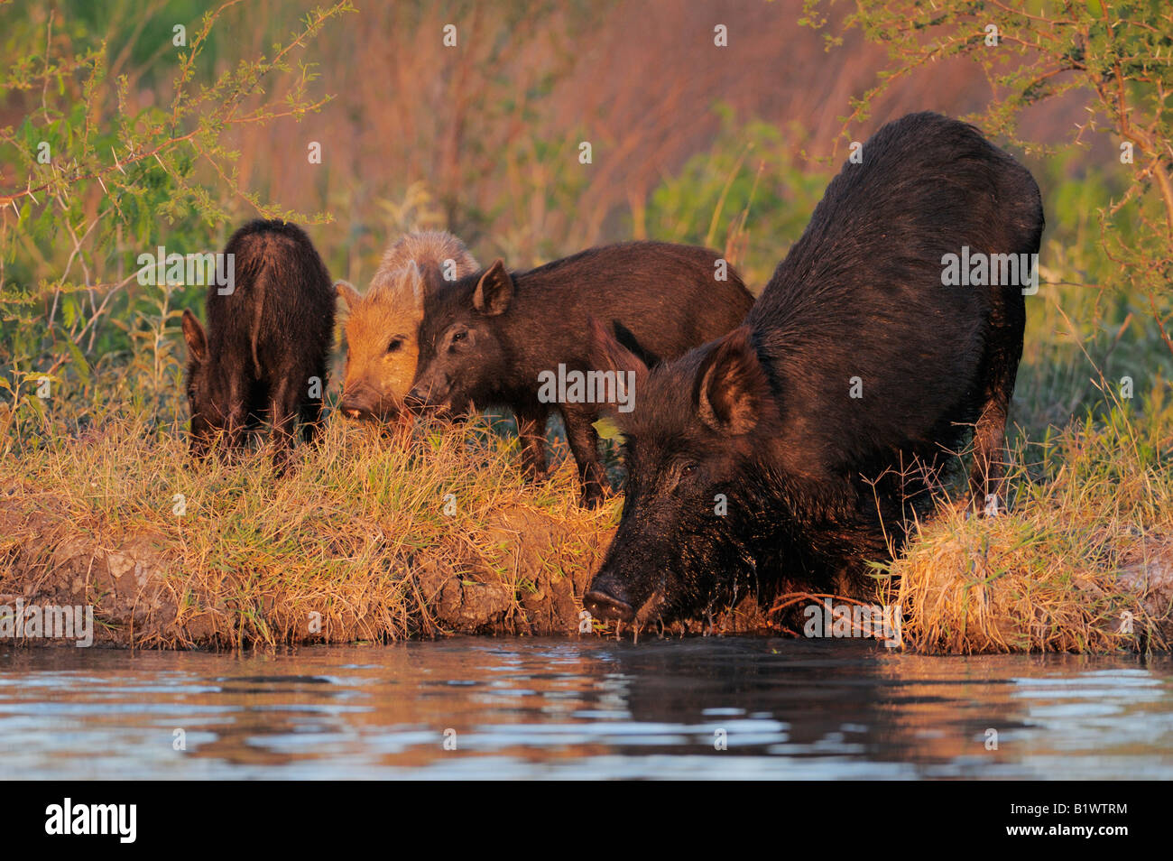 Suini selvatici Sus scrofa madre con i giovani di bere da stagno Refugio Coastel piegare Texas USA Aprile 2008 Foto Stock Suini selvatici Sus scrofa madre con i giovani di bere da stagno Refugio Coastel piegare Texas USA Aprile 2008 Foto Stock