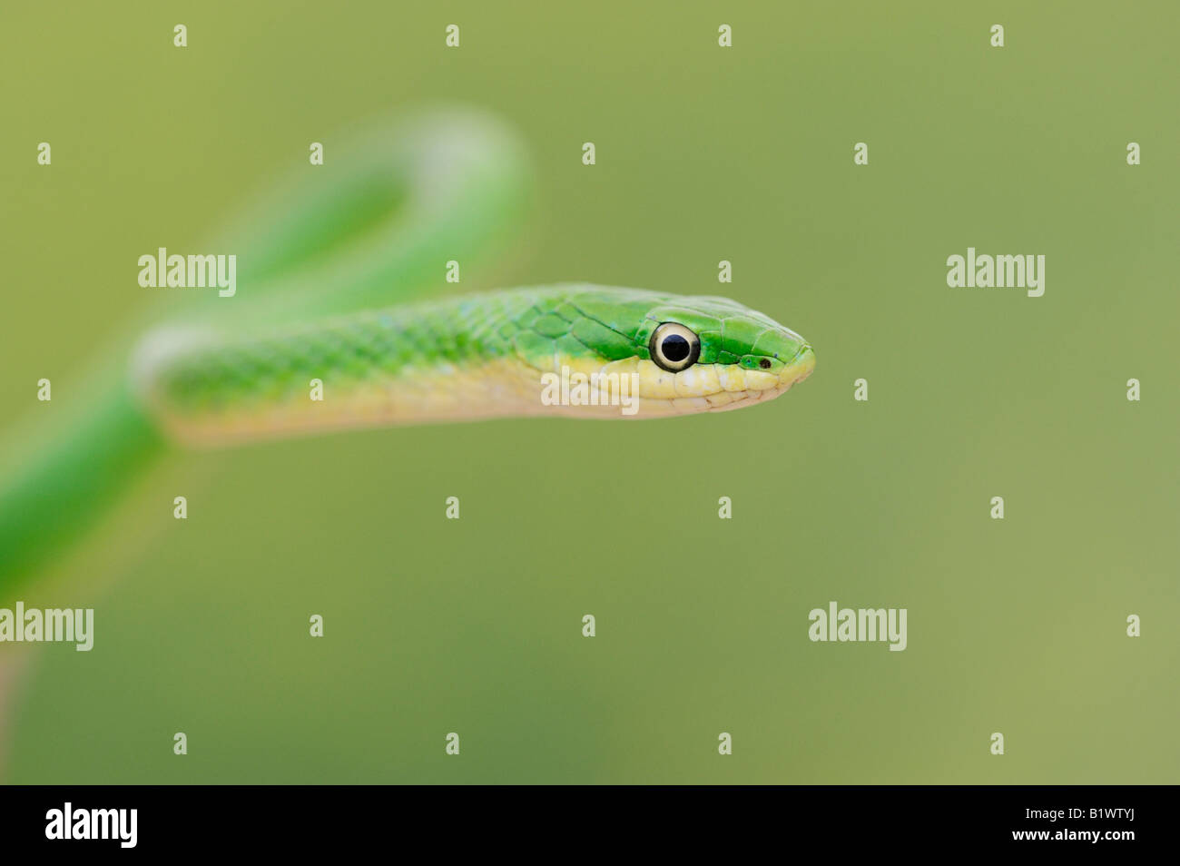 Ruvido Green Snake Opheodrys aestivus Refugio Coastel piegare Texas USA Aprile 2008 Foto Stock