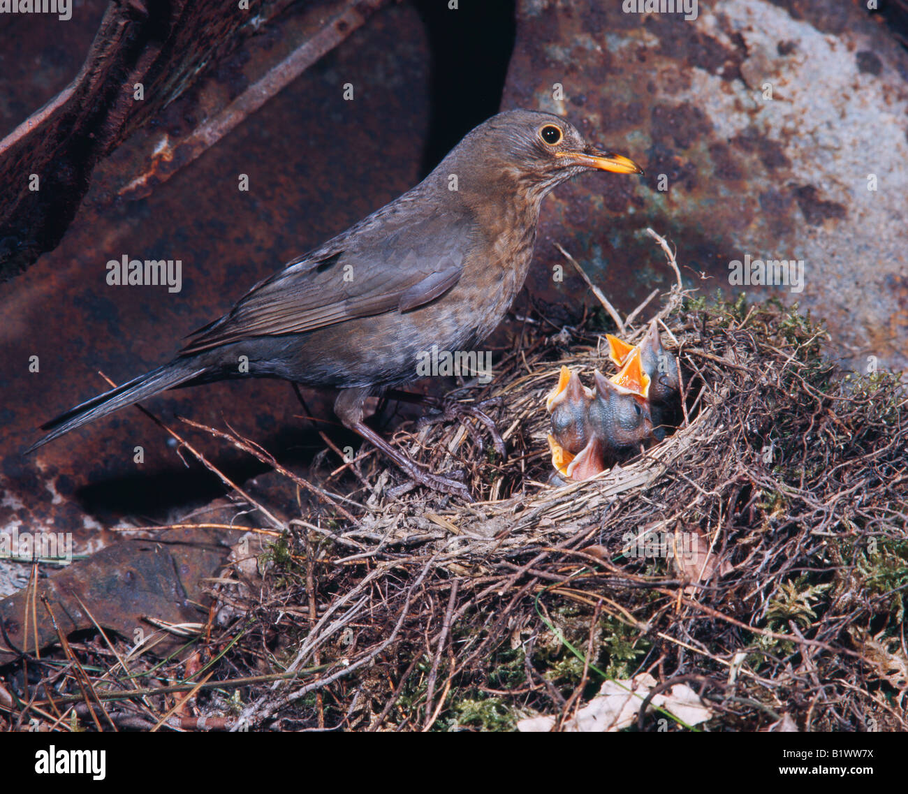 Merle noir Amsel Blackbird Turdus merula alimentazione femmina di accattonaggio pulcini a nido Amseln animale comportamento Aves bird Brutfuersorge Br Foto Stock