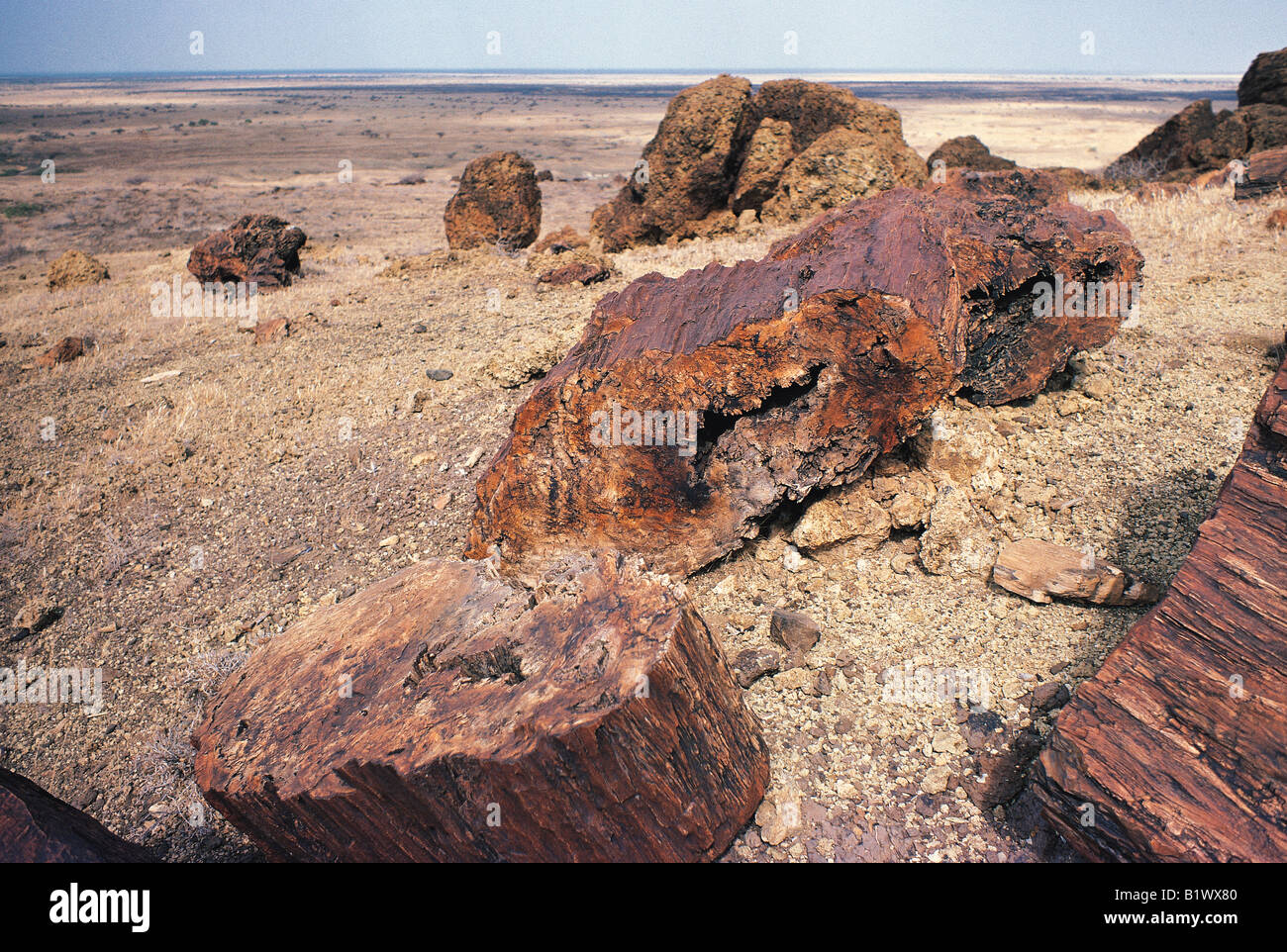 Giganteschi tronchi di legno pietrificato di età compresa tra i 20 e i 26 milioni di anni vicino Alia Bay Sibiloi Parco nazionale del Kenya Settentrionale Foto Stock