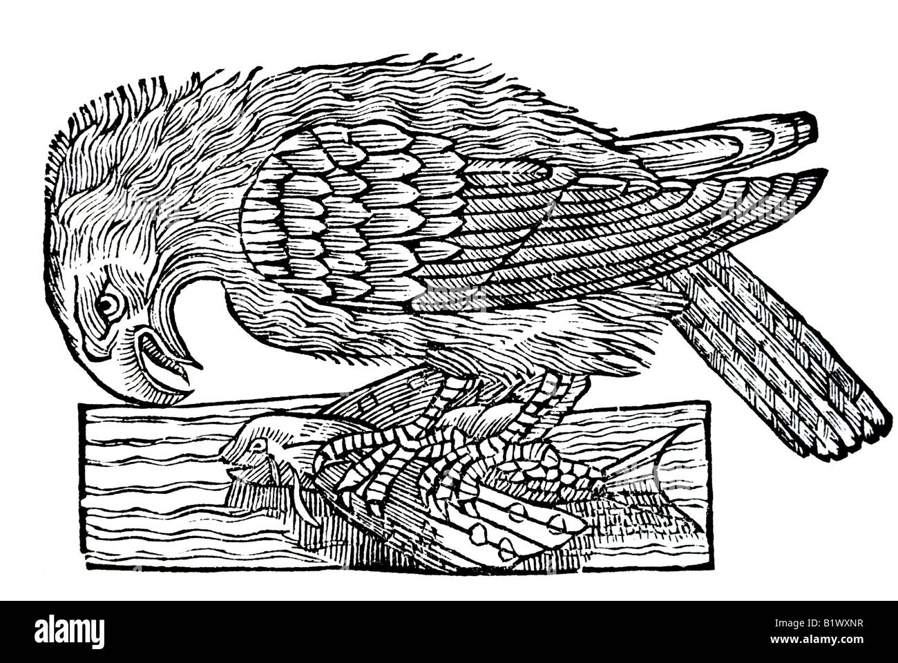 Ein Meer-Adler, Haliaeetus aluis Bellonii, Historia Animalum, Conrad Gesner, 1551, XVI secolo, Rinascimento, Europa Foto Stock