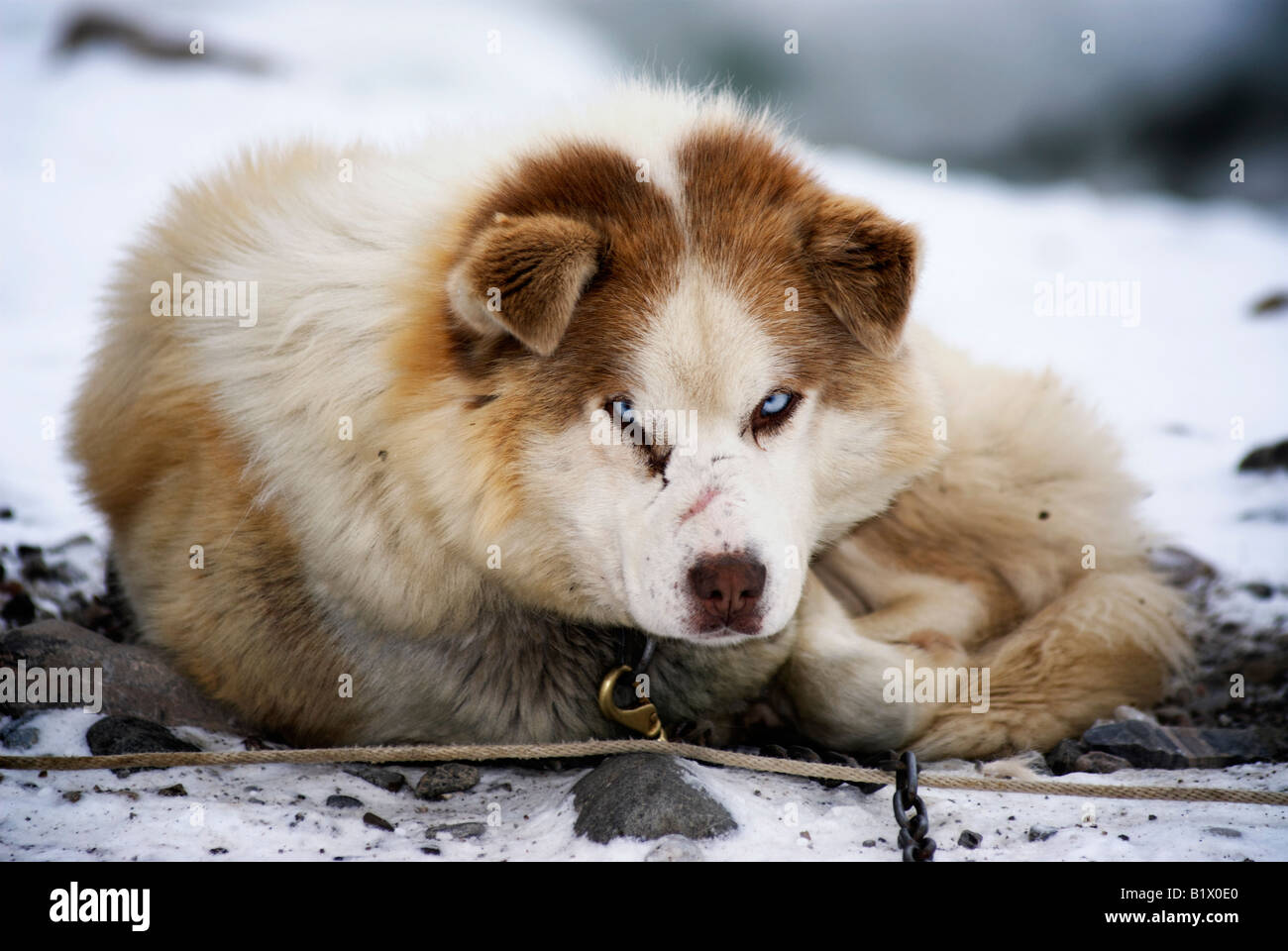 Sled Dog incatenato in Grise Fiord, Nunavut. Il Canada è più settentrionali della Comunità. In queste regioni i cani vengono utilizzati per le utility Foto Stock